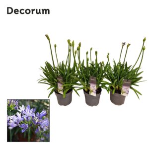 Agapanthus Charlotte Agapanthus blauw. 15cm Charlotte 2-5 bud decorum
(6 Plants/Order)(15cmP 60cmH)