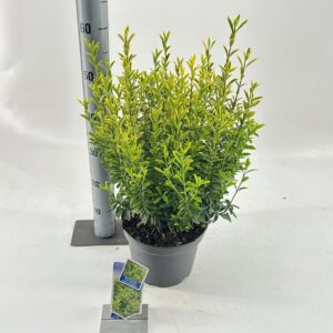 Euonymus japonicus Microphyllus Au Euonymus jap. 'Micr. Aureovariegatus'
(1 Plants/Order)(23cmP 40cmH)