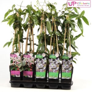 Clematis Clematis bladhoudend mix tray P15
(10 Plants/Order)(15cmP 65cmH)