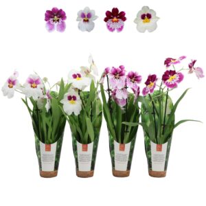 Miltoniopsis mixed Inca 2 spike 9cm luxury jungle cover
(11 Plants/Order)(9cmP 35cmH)