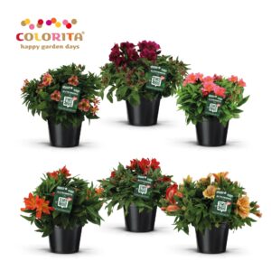 Alstroemeria Princess Lilies Alstroemeria Colorita mix
(1 Plants/Order)(19cmP 40cmH)