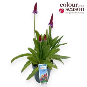 Primula vialii Primula Vialii P15
(6 Plants/Order)(15cmP 40cmH)