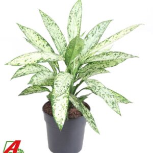 Dieffenbachia Vesuvius Dieffenbachia Vesuvius P24
(1 Plants/Order)(24cmP 70cmH)