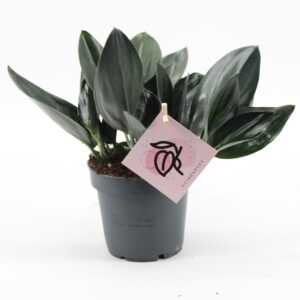 Scindapsus treubii Dark Form Scindapsus Treubii 'Dark'
(10 Plants/Order)(12cmP 20cmH)