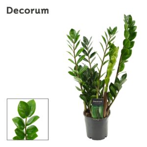 Zamioculcas zamiifolia Lima Zamioculcas Lima 12 cm Decorum 50 cm, 5+ Feathers (Decorum)
(10 Plants/Order)(12cmP 50cmH)