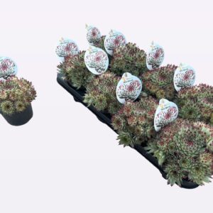 Sempervivum Chick Charms mixed Cick Charms "Mint marvel"
(8 Plants/Order)(12cmP 14cmH)