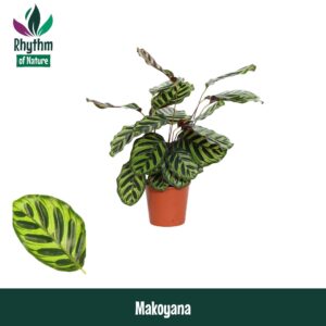 Calathea makoyana Calathea 14cm Makoyana - Rhythm of Nature
(8 Plants/Order)(14cmP 45cmH)