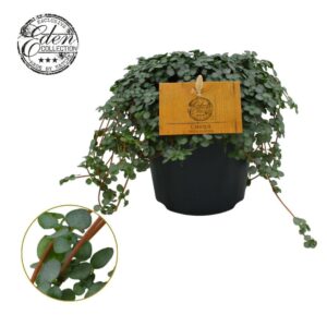 Pilea Greyzy Pilea Glauca 12cm
(8 Plants/Order)(12cmP 20cmH)