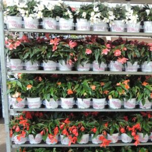 Begonia Waterfall Begonia waterfall mix kar
(9 Plants/Order)(12cmP 20cmH)