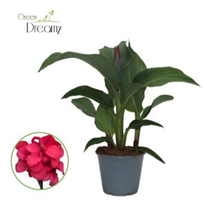 Canna Cannova pink Canna Cannova pink met Flower
(8 Plants/Order)(14cmP 40cmH)