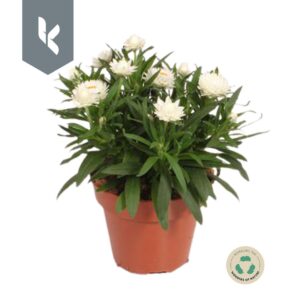 Xerochrysum bracteatum Crispy White Xerochrysum Bracteatum Crispy White
(6 Plants/Order)(15cmP 30cmH)