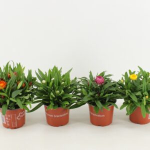 Bracteantha Dreamtime Bracteantha Dreamtime / strobloem mixtray
(9 Plants/Order)(12cmP 25cmH)