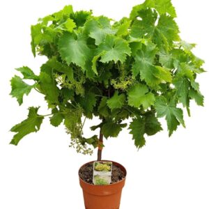 Vitis vinifera Vitis Vinifera Moscatel Stem - 1153
(3 Plants/Order)(19cmP 75cmH)