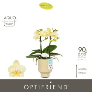 Phalaenopsis Multiflora Optifriend Sara 2 spike in Emilia Sand Aquo
(6 Plants/Order)(7cmP 25cmH)