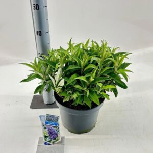 Buddleja Butterfly Candy Little Lil Buddleja d. Butt. Candy® Little lilac ('BotEx 004'PBR)
(1 Plants/Order)(23cmP 40cmH)