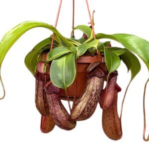 Nepenthus Nepenthes Monkey Jars Rob
(8 Plants/Order)(14cmP 45cmH)