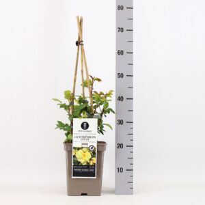 Rosa Lichtkönigin Lucia Rosa (H) Lichtkönigin Lucia ®, C5, 4 stok 75 cm
(1 Plants/Order)(23cmP 75cmH)