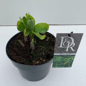 Hosta Wide Brim Hosta 'Wide Brim'
(1 Plants/Order)(19cmP 30cmH)