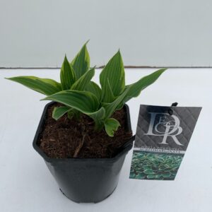 Hosta x fortunei Aureomarginata Hosta 'Aureomarginata'
(1 Plants/Order)(19cmP 30cmH)