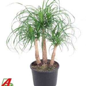 Nolina recurvata Beaucarnea busch P27 - 1,5ft
(1 Plants/Order)(27cmP 80cmH)
