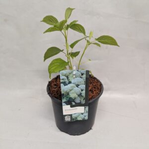 Hydrangea arborescens Annabelle Hydrangea Arborescens 'Annabelle' 17 cm
(1 Plants/Order)(17cmP 40cmH)