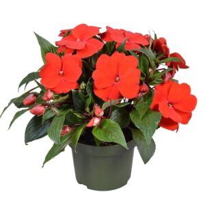 Impatiens Tamarinda Dark Red Impatiens New Guinea red
(6 Plants/Order)(13cmP 25cmH)