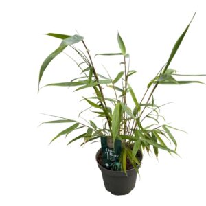 Fargesia robusta Pingwu Fargesia robusta 'Pingwu' - One Boo™ Wall P14
(8 Plants/Order)(14cmP 40cmH)