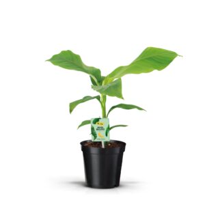 Musa basjo Musa Basjoo
(6 Plants/Order)(17cmP 55cmH)