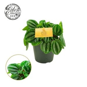 Peperomia Peperomia Star fruit 12cm
(4 Plants/Order)(12cmP 20cmH)