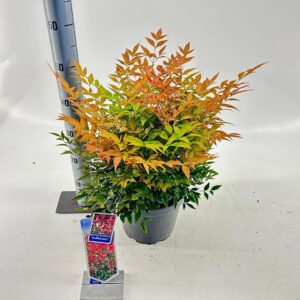 Nandina domestica Nandina domestica 'Gulfstream'
(1 Plants/Order)(23cmP 40cmH)