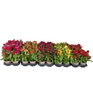 Celosia Twisted Celosia Twisted mixed
(10 Plants/Order)(12cmP 30cmH)