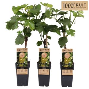Vitis other white Vitis Lakemount (geënt) P15
(10 Plants/Order)(15cmP 65cmH)