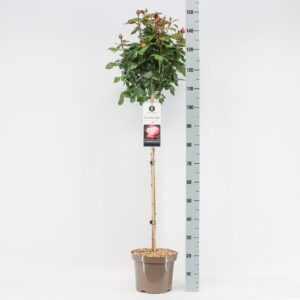 Rosa Rosa (TH) Nostalgie ®, stam 90, C7.5
(1 Plants/Order)(26cmP 120cmH)