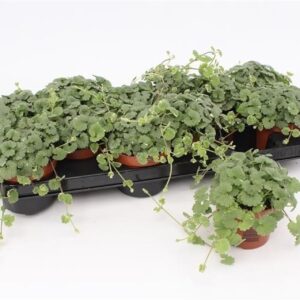 Nepeta Nepeta Hederacea
(12 Plants/Order)(10.5cmP 10cmH)