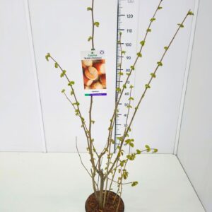 Corylus Corylus maxima 'Webb's Preisnuss' 80-100C5
(1 Plants/Order)(23cmP 100cmH)
