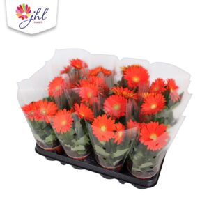 Gerbera Colourgame Gerbera Colourgame orange
(12 Plants/Order)(9cmP 25cmH)