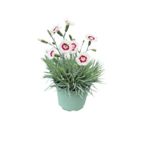 Carnation Carnation Whetman Coconut Daiquiri
(1 Plants/Order)(19cmP 45cmH)