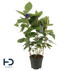 Thunbergia battiscombei Thunbergia Battiscombei Rack p17
(4 Plants/Order)(17cmP 70cmH)