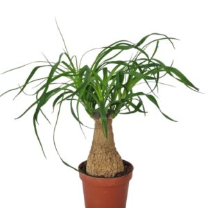 Nolina recurvata Beaucarnea 9 cm
(18 Plants/Order)(9cmP 25cmH)