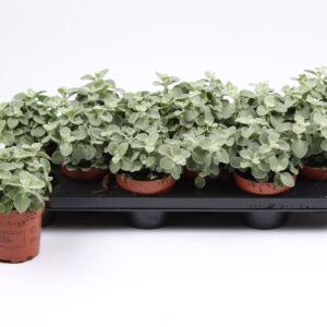 Helichrysum splendidum Helichrysum silver
(12 Plants/Order)(10.5cmP 17cmH)