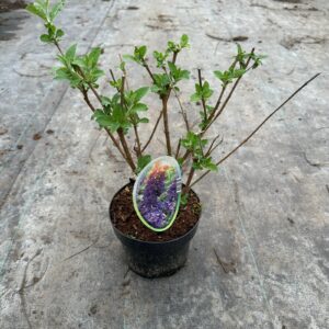 Buddleja Empire Blue Buddleja dav. 'Empire Blue'
(1 Plants/Order)(17cmP 30cmH)