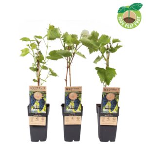 Vitis Boskoop Glory vinifera P15
(10 Plants/Order)(15cmP 50cmH)