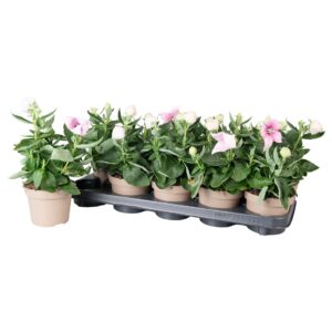 Platycodon Astra Pink Platycodon Astra pink
(10 Plants/Order)(12cmP 25cmH)