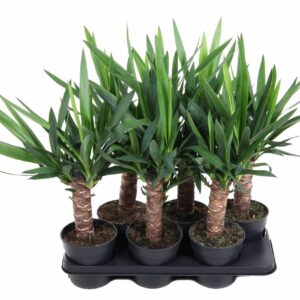 Yucca Yucca 30cm stam P15
(6 Plants/Order)(15cmP 60cmH)