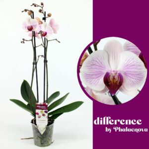 Phalaenopsis Denver Denver 2-tak 60cm (GROEN)
(10 Plants/Order)(12cmP 65cmH)
