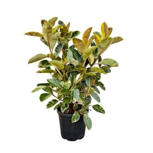 Ficus Tineke Ficus Elastica 'Tineke' struik - 130cm
(1 Plants/Order)(35cmP 130cmH)