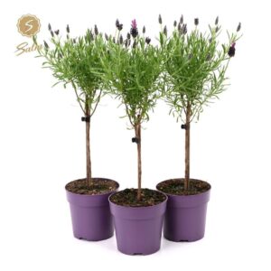 Lavandula Anouk Lavandula st. 'Anouk'® Collection Stem P12
(10 Plants/Order)(12cmP 48cmH)