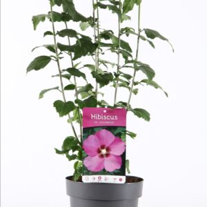 Hibiscus syriacus Woodbridge Hibiscus syr. 'Woodbridge' P19/C3
(1 Plants/Order)(19cmP 55cmH)