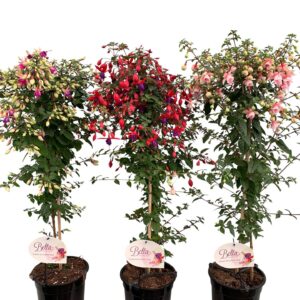 Fuchsia Fuchsia stam, mixkar 4-5 Types
(1 Plants/Order)(19cmP 90cmH)