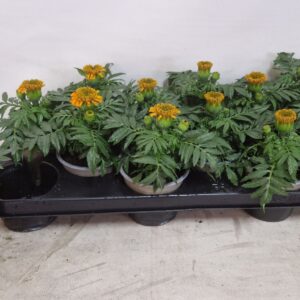 Tagetes Taishan Orange Tagetes Orange
(12 Plants/Order)(10.5cmP 25cmH)